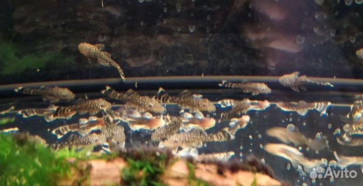 Сомики анциструсы