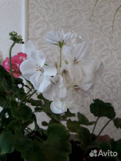 Пеларгония герань