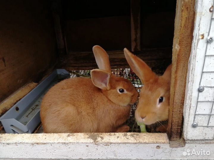 Продам кроликов