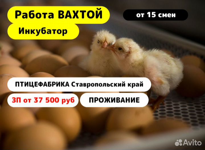 Вахта 15/15 /Разнорабочий/ Инкубатор/ Птицефабрика