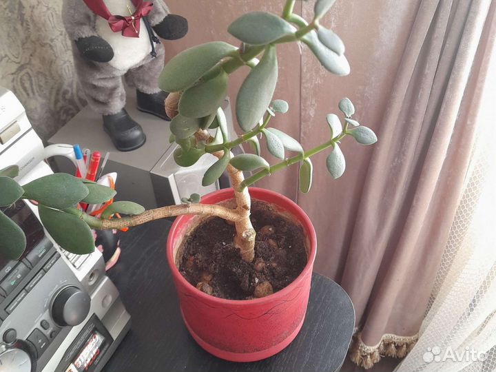 Денежное дерево
