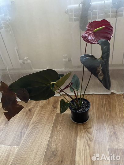 Антуриум Деликата