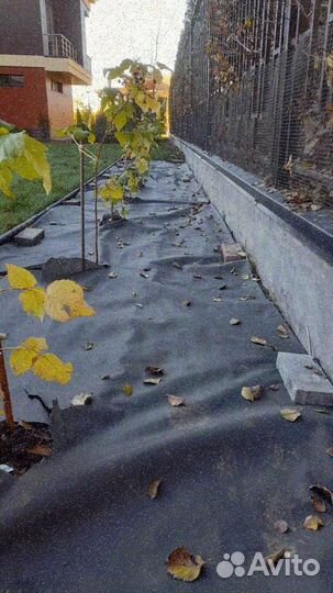 Рулонный газон, укладка, продажа