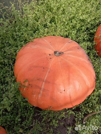 Овощи и фрукты