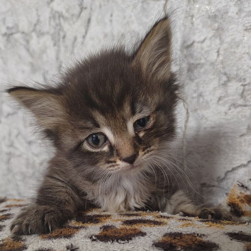 Котята в добрые руки бесплатно 2 девочки и мальчик