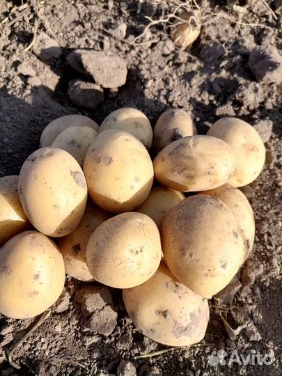 Семенной картофель Королева Анна