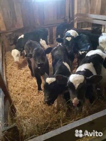 Идеальные телята для откорма