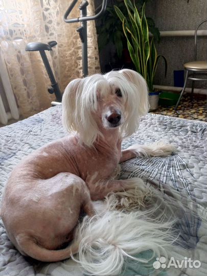 Зоогостиница передержка для животных