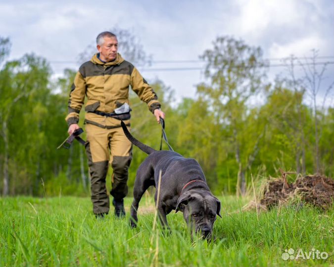 Дрессировка собак-кинолог/инструктор