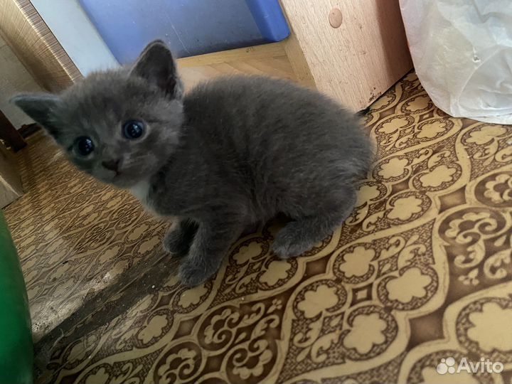 Кошки бесплатно