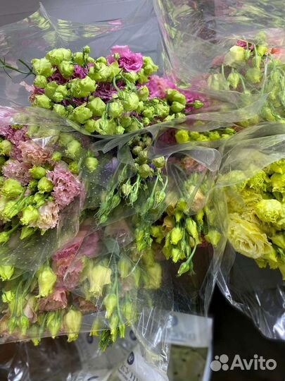 Эустома Краснодара 70-100см