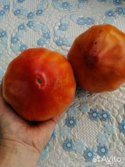 Семена томатов