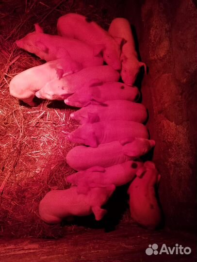 Продам поросят