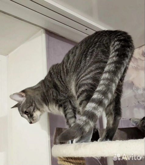 Молодой полосатый котик Барни ищет дом