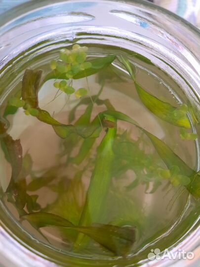 Аквариумные растения и улитки. Банка