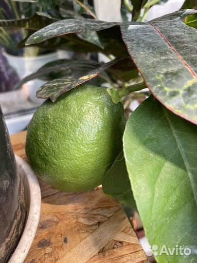 Лимон пандероза