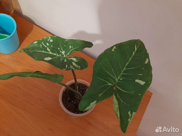 Сингониум Баттерфляй, Панда