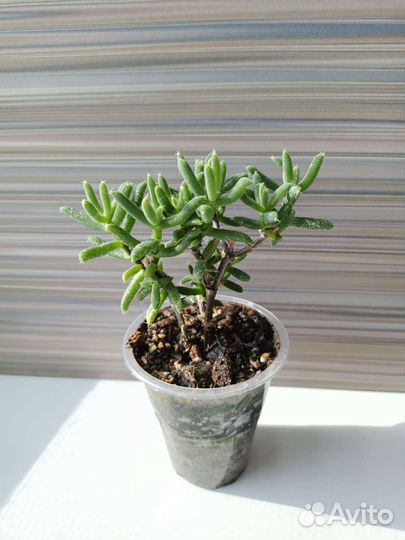 Суккуленты