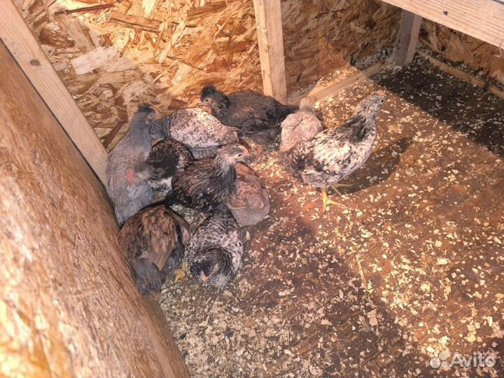 Молодые петушки