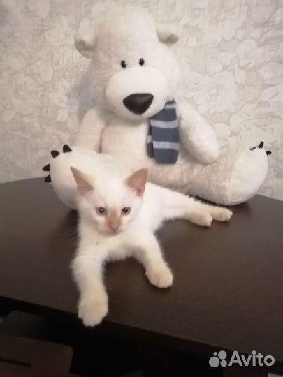 Тайский мальчик-метис