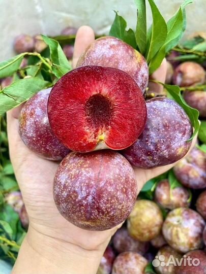 Саженцы плодовых деревьев