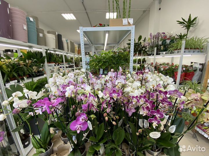 Цветы комнатные огромный выбор
