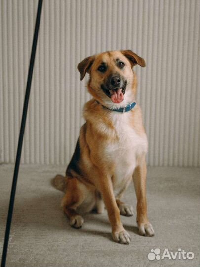 Собака в добрые руки