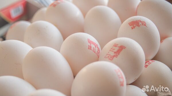 Упаковщик/стикеровщик яиц вахта