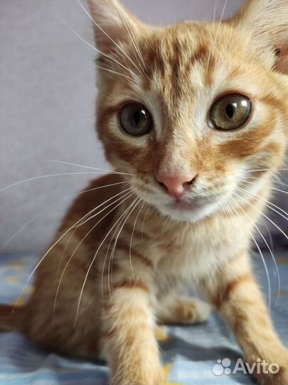 Рыжий котенок мальчик в добрые руки