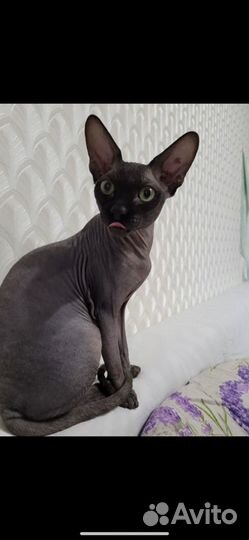 Канадский сфинкс