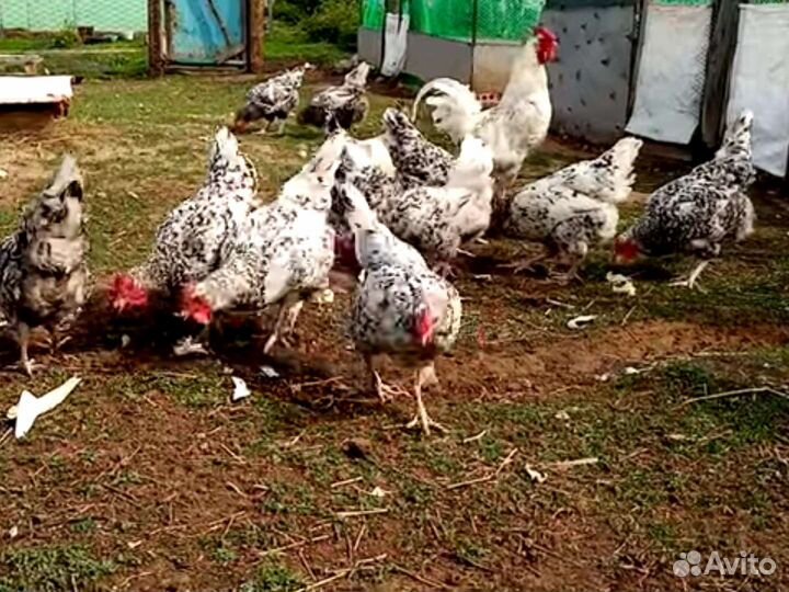 Инкубационное яйцо, цыплята.Пушкинские,Австралорп