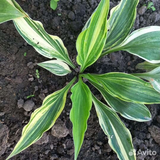 Хоста редкая коллекционная Valley's Top
