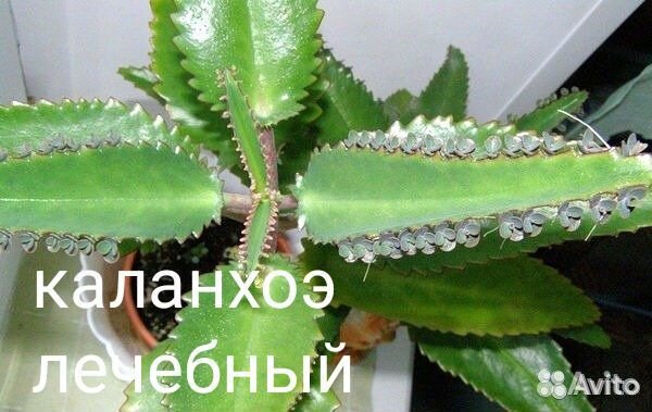 Лечебные растения