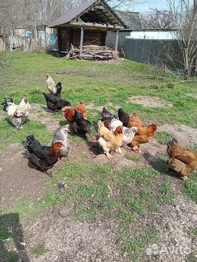 Инкубационное яйцо брама