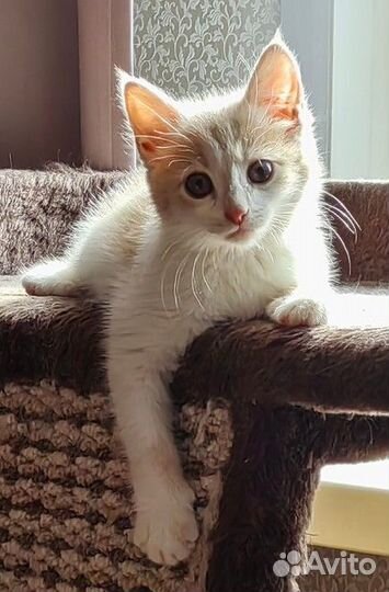 Отдам кота в добрые руки