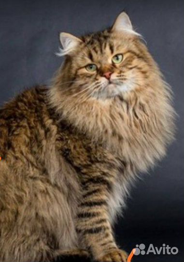 Сибирские котята