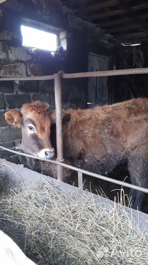 Бычки и тёлочки