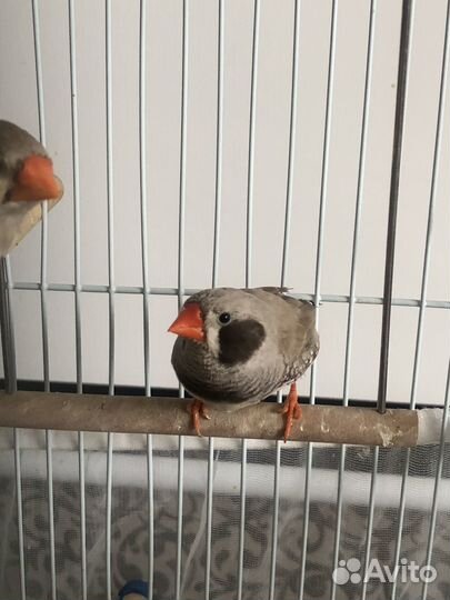 Птенцы зебровой и японской амадины