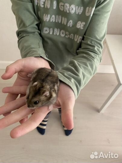 Джунгарский хомяк с клеткой