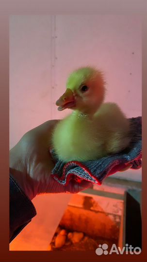 Гусята суточные