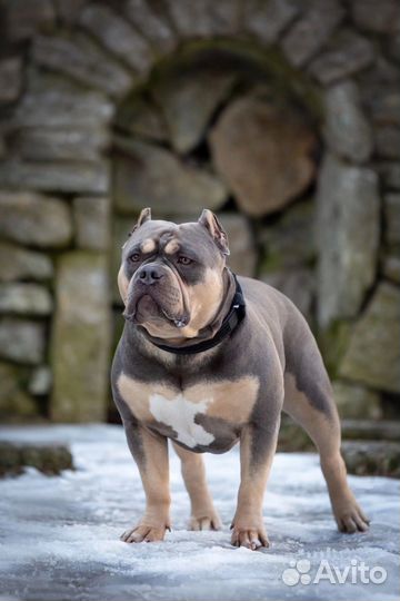 Вязка собак американский булли