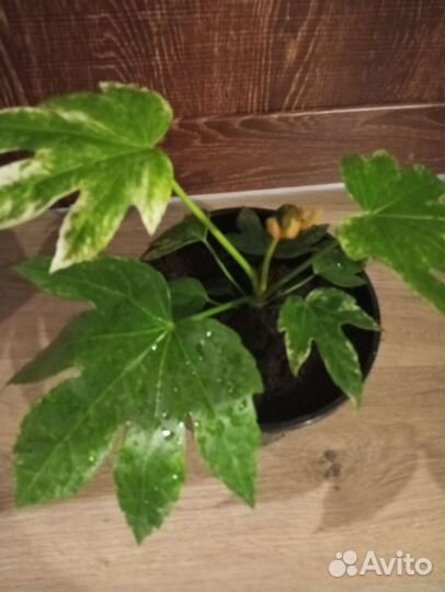 Цветы комнатные