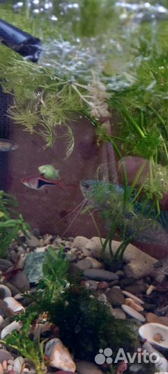 Аквариум с рыбками