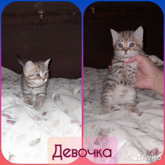 Котята в добрые руки, 1 мальчик и 2 девочки