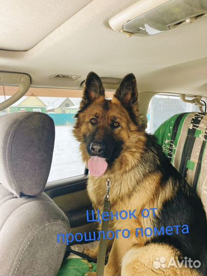 Щенки Немецкой овчарки