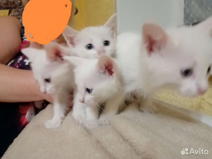 Котята в добрые руки