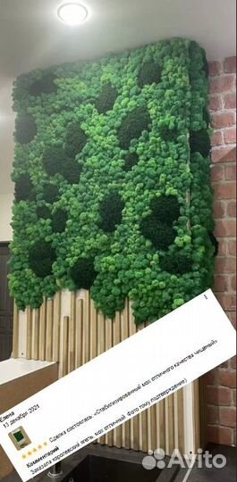 Стабилизированный мох ягель для интерьера