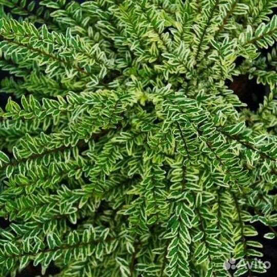 Жимолость/серисса/самшит