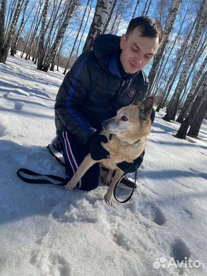 Собака в добрые руки