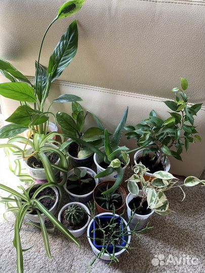 Домашние цветы